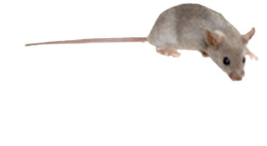 Mouse Genome Informatics